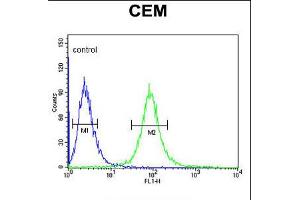 Flow cytometric analysis of CEM cells (right histogram) compared to a negative control cell (left histogram). (CD46 抗体  (C-Term))