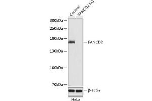 Western blot analysis of extracts from normal (control) and FANCD2 knockout (KO) HeLa cells using FANCD2 Polyclonal Antibody at dilution of 1:1000. (FANCD2 抗体)