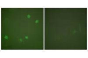 Immunofluorescence analysis of COS7 cells, using HDAC3 antibody. (HDAC3 抗体  (C-Term))