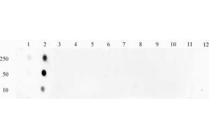 STAT1 phospho Ser727 pAb tested by Dot blot. (STAT1 抗体  (pSer727))