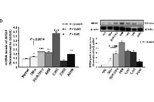 Western Blotting (WB) image for anti-Actin, beta (ACTB) (AA 1-50) antibody (ABIN724340)