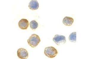 Immunocytochemistry of beta-actin in HeLa cells with AP30136PU-N beta-actin antibody at 10μg/ml. (beta Actin 抗体  (C-Term))