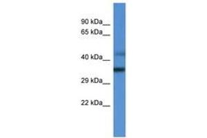 Image no. 1 for anti-Mitochondrial Ribosomal Protein L45 (MRPL45) (AA 227-276) antibody (ABIN6746837) (MRPL45 抗体  (AA 227-276))