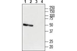 anti-Purinergic Receptor P2Y, G-Protein Coupled, 12 (P2RY12) (AA 270-282), (Extracellular) antibody