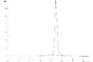 Size-exclusion chromatography-High Pressure Liquid Chromatography (SEC-HPLC) image for CD300a (CD300A) (AA 28-185) protein (His tag) (ABIN7274285)
