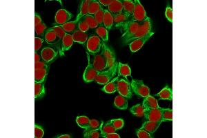Confocal immunofluorescence image of MCF cells using Cytokeratin 18 Mouse Monoclonal Antibody (DA7). (Cytokeratin 18 抗体)