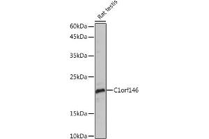 Western blot analysis of extracts of Rat testis, using C1orf146 Rabbit pAb (ABIN7266368) at 1:1000 dilution. (C1ORF146 抗体)
