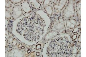 Image no. 5 for anti-Nuclear Respiratory Factor 1 (NRF1) (AA 201-286) antibody (ABIN6741525) (NRF1 抗体  (AA 201-286))