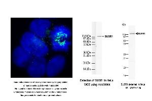 Image no. 4 for anti-Budding Uninhibited By Benzimidazoles 1 Homolog beta (Yeast) (BUB1B) antibody (ABIN363218) (BUB1B 抗体)