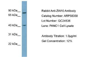 WB Suggested Anti-ZW10  Antibody Titration: 0. (ZW10 抗体  (N-Term))