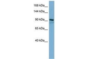 Image no. 1 for anti-Extended Synaptotagmin 2 (ESYT2) (AA 611-660) antibody (ABIN6741795) (FAM62B 抗体  (AA 611-660))