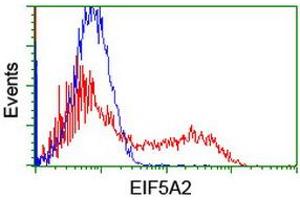 Image no. 2 for anti-Eukaryotic Translation Initiation Factor 5A2 (EIF5A2) antibody (ABIN1497998) (EIF5A2 抗体)