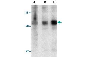 Western blot analysis of XAF1 in human spleen lysate with XAF1 polyclonal antibody  at 1 (lane A), 2 (lane B), and 4 (lane C) ug/mL , respectively. (XAF1 抗体  (Internal Region))