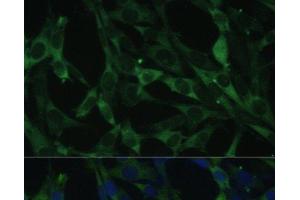 Immunofluorescence analysis of NIH-3T3 cells using CALU Polyclonal Antibody at dilution of 1:100. (CALU 抗体)