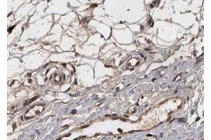 ABIN6268812 at 1/100 staining human Breast tissue sections by IHC-P. (COL4a2 抗体  (N-Term))