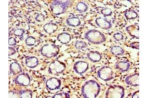 Immunohistochemistry of paraffin-embedded human small intestine tissue using ABIN7144316 at dilution of 1:100 (AGR2 抗体  (AA 21-175))