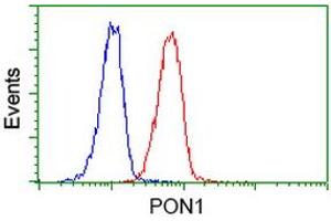 Image no. 5 for anti-Paraoxonase 1 (PON1) antibody (ABIN1500346) (PON1 抗体)