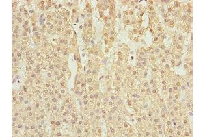 Immunohistochemistry of paraffin-embedded human adrenal gland tissue using ABIN7167138 at dilution of 1:100 (RASSF5 抗体  (AA 1-265))