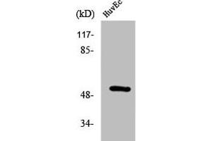 Western Blot analysis of HuvEc cells using Phospho-HNF4-α (S313) Polyclonal Antibody (HNF4A 抗体  (pSer313))