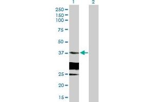 Western Blot analysis of HSD17B6 expression in transfected 293T cell line by HSD17B6 MaxPab polyclonal antibody. (HSD17B6 抗体  (AA 1-317))