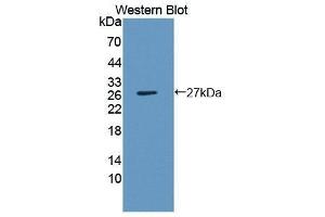 Western Blotting (WB) image for anti-Interleukin 1, beta (IL1B) (AA 115-266) antibody (ABIN1861581) (IL-1 beta 抗体  (AA 115-266))