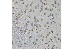 Immunohistochemistry of paraffin-embedded mouse brain using EIF3H Antibody. (EIF3H 抗体  (AA 80-340))