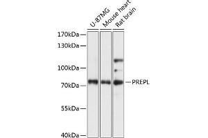 Western blot analysis of extracts of various cell lines, using PREPL antibody (ABIN7269561) at 1:3000 dilution. (PREPL 抗体  (AA 578-727))