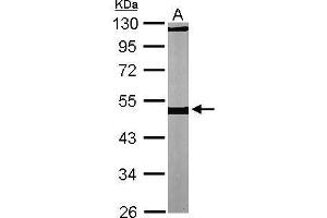 WB Image Sample (30 ug of whole cell lysate) A: NIH-3T3 10% SDS PAGE antibody diluted at 1:1000 (TUBB1 抗体)