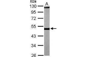 WB Image Sample (30 ug of whole cell lysate) A: NIH-3T3 10% SDS PAGE antibody diluted at 1:1000