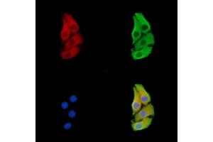 ABIN7096392 and ABIN7100456 staining Hela cells by IF/ICC. (FAM210B 抗体)