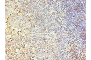 Immunohistochemistry of paraffin-embedded human tonsil tissue using ABIN7146727 at dilution of 1:100 (CA5B 抗体  (AA 34-314))