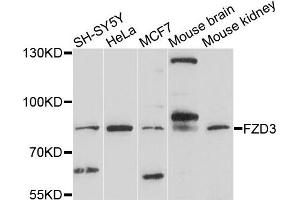Western blot analysis of extracts of various cells, using FZD3 antibody. (FZD3 抗体)