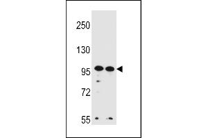 WDR3 Antibody (N-term) (ABIN656456 and ABIN2845740) western blot analysis in Hela,K562 cell line lysates (35 μg/lane). (WDR3 抗体  (N-Term))