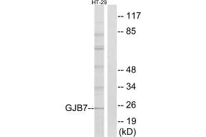 Western blot analysis of extracts from HT-29 cells, using GJB7 antibody. (GJB7 抗体  (Internal Region))