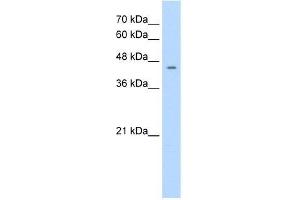 Human HepG2; WB Suggested Anti-NR1I3 Antibody Titration: 1. (NR1I3 抗体  (C-Term))