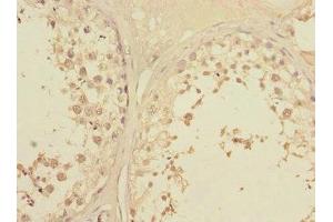 Immunohistochemistry of paraffin-embedded human testis tissue using ABIN7145375 at dilution of 1:100 (LFNG 抗体  (AA 1-250))