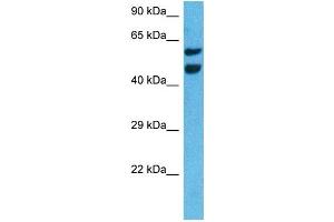Western Blotting (WB) image for anti-Nuclear Receptor Subfamily 4, Group A, Member 3 (NR4A3) (Middle Region) antibody (ABIN2782304)