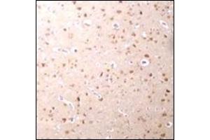 Immunohistochemistry of Nanos3 in human brain tissue with this product at 2. (NANOS3 抗体  (C-Term))