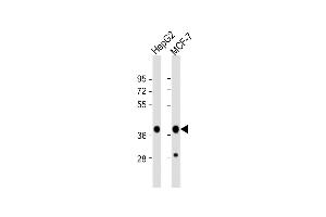 All lanes : Anti-P2K1 Antibody at 1:1000 dilution Lane 1: HepG2 whole cell lysate Lane 2: MCF-7 whole cell lysate Lysates/proteins at 20 μg per lane. (MEK1 抗体  (AA 196-225))