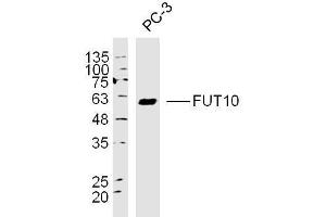 PC3 lysates probed with FUT10 Polyclonal Antibody Polyclonal Antibody, Unconjugated  at 1:300 overnight at 4˚C. (FUT10 抗体  (AA 381-479))