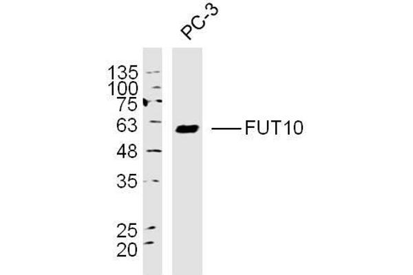 FUT10 Antikörper  (AA 381-479)