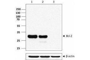 Western Blotting (WB) image for anti-B-Cell CLL/lymphoma 2 (BCL2) (AA 41-54) antibody (ABIN2664062) (Bcl-2 抗体  (AA 41-54))