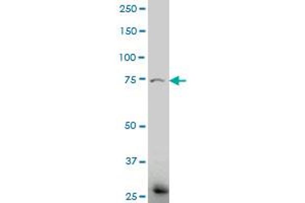 ELTD1 anticorps  (AA 192-292)