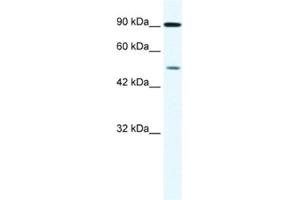 Western Blotting (WB) image for anti-Zinc Finger Protein 175 (ZNF175) antibody (ABIN2461227) (ZNF175 抗体)