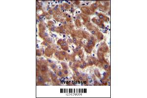 Androgen Receptor Antibody (ANDR) (ABIN389077 and ABIN2850530) immunohistochemistry analysis in formalin fixed and paraffin embedded human liver tissue followed by peroxidase conjugation of the secondary antibody and DAB staining. (Androgen Receptor 抗体  (AA 365-392))