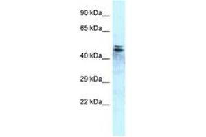 Image no. 1 for anti-Protein Phosphatase 1, Regulatory Subunit 7 (PPP1R7) (C-Term) antibody (ABIN6747824) (PPP1R7 抗体  (C-Term))
