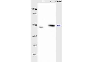 SDS-PAGE (SDS) image for anti-Ribonuclease/angiogenin Inhibitor 1 (RNH1) (AA 101-200) antibody (ABIN872914)