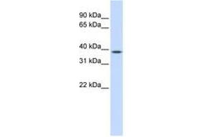 Image no. 1 for anti-ELK3, ETS-Domain Protein (SRF Accessory Protein 2) (ELK3) (AA 180-229) antibody (ABIN6741509) (ELK3 抗体  (AA 180-229))