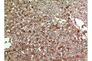 Immunohistochemistry (IHC) analysis of paraffin-embedded Human Liver, antibody was diluted at 1:100.