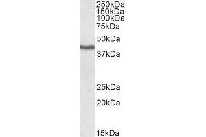 ABIN184727 (1µg/ml) staining of Human Heart lysate. (KLF3 抗体  (N-Term))